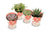 4x Sukkulenten in Herzform - ↕ 11 cm - Ø 8,5 cm