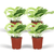 4x Efeutute – Epipremnum Marble Queen – ↕ 15 cm – Ø 12 cm