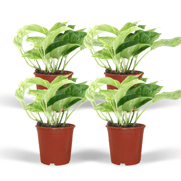 4x Efeutute – Epipremnum Marble Queen – ↕ 15 cm – Ø 12 cm