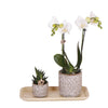 Geschenkset Untamed Nature Small – Grünpflanze & Phalaenopsis Orchidee Amabilis weiß – im Jaguar-Ziertopf auf Bambustablett