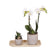 Geschenkset Untamed Nature Small – Grünpflanze & Phalaenopsis Orchidee Amabilis weiß – im Jaguar-Ziertopf auf Bambustablett