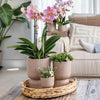 Nachtfalterorchidee - gelbe Phalaenopsis-Orchidee - Ø 9 cm | inkl. Diabolo-Topf