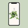Efeutute – Scindapsus Pictus Trebie – ↕ 25 cm – Ø 15 cm