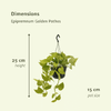 2x Efeutute – Epipremnum Golden Pothos (Scindapsus) – ↕ 25 cm – Ø 15 cm