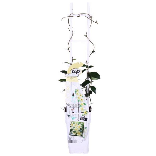 2x Sternjasmin – Trachelospermum 'Star of Toscana' – ↕ 65 cm – Ø 15 cm