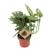 Starter-Set „Fensterbank XL“ – 6 Zimmerpflanzen mit Übertöpfen – im Set enthalten: Monstera adansonii