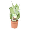 Sansevieria Moonshine - ↕ 40 cm - Ø 14 cm