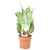 Sansevieria Moonshine - ↕ 40 cm - Ø 14 cm