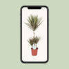 Drachenbaum - Dracaena Bicolor - ↕ 95 cm - Ø 21 cm