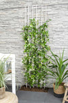 Toskanischer Jasmin – Trachelospermum Star of Venice Weiß – ↕ 65 cm – Ø 15 cm