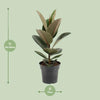 Gummibaum - Ficus Elastica Robusta - ↕ 55 cm - Ø 17 cm
