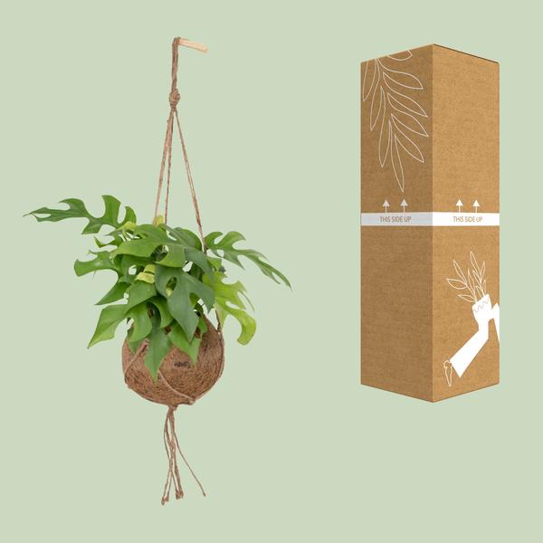 Fensterblatt - Monstera Minima - ↕ 25 cm - Ø 15 cm | Kokodama Hängetopf