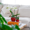 Nachtfalterorchidee weiß & Rhipsalis – Set auf Bambustablett