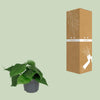 Philodendron Scandens - ↕ 15 cm - Ø 12 cm