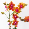 Nachtfalterorchidee - 2x Phalaenopsis orange - KOMBI ANGEBOT - Ø 12 cm