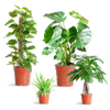 4x Pflegeleichte Zimmerpflanzen - Grünlilie, Glückskastanie, Efeutute & Monstera - ↕ 25–80 cm - Ø 12–21 cm