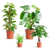 4x Pflegeleichte Zimmerpflanzen - Grünlilie, Glückskastanie, Efeutute & Monstera - ↕ 25–80 cm - Ø 12–21 cm