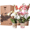 Orchideen - Überraschungsbox Mix - mit 4 verschiedenen Orchideen