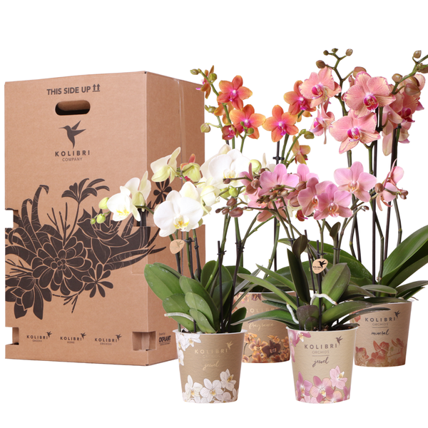 Orchideen - Überraschungsbox Mix - mit 4 verschiedenen Orchideen