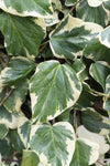 Efeu – Hedera colchica Dentata Variegata – ↕ 65 cm – Ø 15 cm
