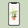 Dieffenbachie – Dieffenbachia Camilla – ↕ 45 cm – Ø 17 cm