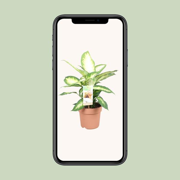 Dieffenbachie – Dieffenbachia Camilla – ↕ 45 cm – Ø 17 cm