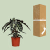 Pfeilblatt – Alocasia Polly – ↕ 45 cm – Ø 17 cm