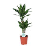 Drachenbaum - Dracaena Janet Lind - ↕ 70 cm - Ø 17 cm