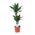 Drachenbaum - Dracaena Janet Lind - ↕ 70 cm - Ø 17 cm
