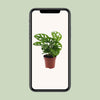 Fensterblatt - Monstera Monkey Leaf (Lochpflanze) - ↕ 30 cm - Ø 12 cm