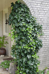 Efeu – Hedera helix – ↕ 65 cm – Ø 15 cm