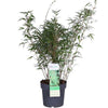Bambus – Fargesia rufa – ↕ 80 cm – Ø 23 cm