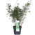Bambus – Fargesia rufa – ↕ 80 cm – Ø 23 cm