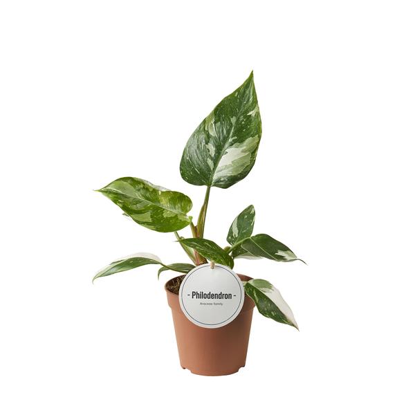 Philodendron erubescens ‚White Princess'