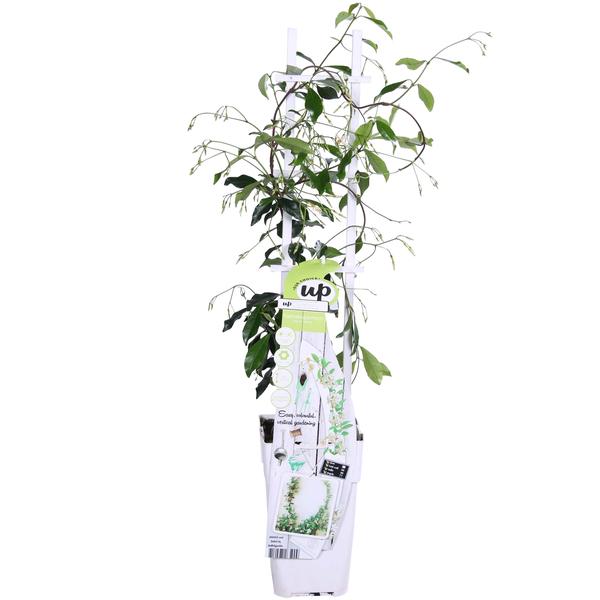 Sternjasmin ‚Star of Venice' – Trachelospermum jasminoides
