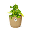 Philodendron Scandens Brasil - ↕ ca. 20 cm - Ø 14 cm | ELHO Vibes Fold Übertopf gelb