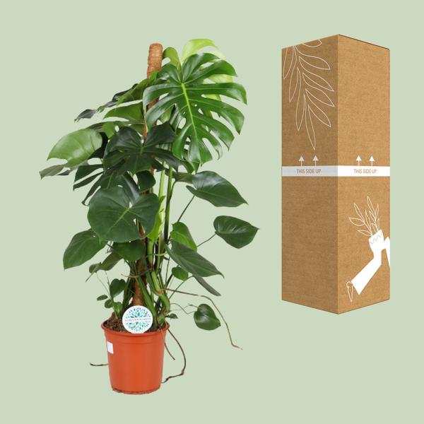 Fensterblatt - Monstera Deliciosa - ↕ 105 cm - Ø 24 cm