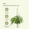 2x Fensterblatt - Monstera Minima - ↕ 25 cm - Ø 15 cm | Kokodama Hängetopf