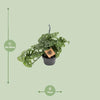 Fensterblatt - Monstera Monkey - ↕ 30 cm - Ø 14 cm