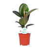 Gummibaum - Ficus Elastica Robusta - ↕ 55 cm - Ø 17 cm
