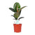 Gummibaum - Ficus Elastica Robusta - ↕ 55 cm - Ø 17 cm