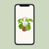 Chinesischer Geldbaum - Pilea Peperomioides - ↕ 20 cm - Ø 13 cm