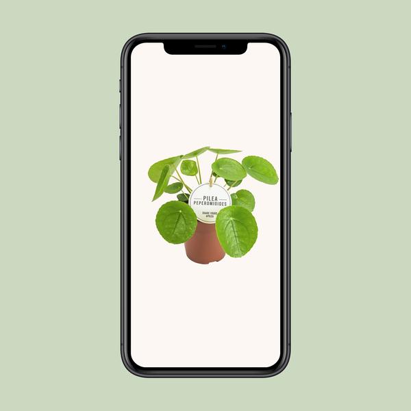 Chinesischer Geldbaum - Pilea Peperomioides - ↕ 20 cm - Ø 13 cm