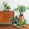 6x Haustierfreundliche Zimmerpflanzen - Goldpalme, Krokodilfarn, Blaufarn, Calathea & 2x Peperomia - ↕ 20–60 cm - Ø 12 cm | inkl. Jute-Korb Lissabon & Terima Kasih