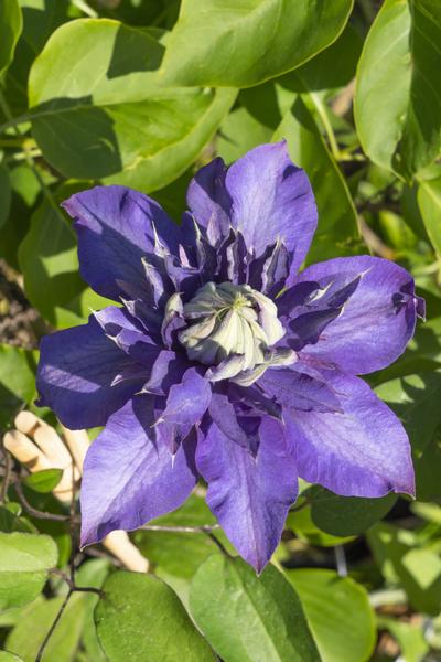 4x Clematis – Clematis 'Multi Blue' – ↕ 65 cm – Ø 15 cm