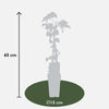 3x Schlingknöterich – Fallopia baldschuanica – ↕ 65 cm – Ø 15 cm