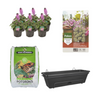 Balkon-Set Schwarz – Erysimum Linifolium 'Bowles Mauve' – DIY-Kasten