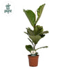 Geigen-Feige - Ficus Lyrata - ↕ 60 cm - Ø 17 cm