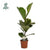 Geigen-Feige - Ficus Lyrata - ↕ 60 cm - Ø 17 cm