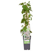 Schlingknöterich – Fallopia baldschuanica – ↕ 65 cm – Ø 15 cm